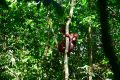 Key Strategy: Ketika tiga orangutan kembali ke pelukan rimba Kalimantan