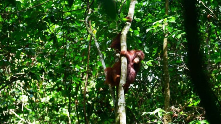 Key Strategy: Ketika tiga orangutan kembali ke pelukan rimba Kalimantan