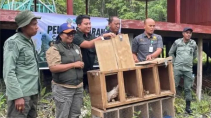 BKSDA Maluku melepasliarkan satwa dilindungi di kawasan TN Manusela