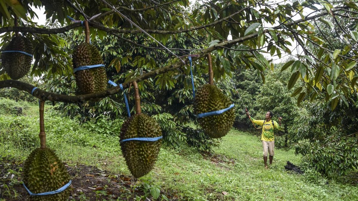 antarafoto-agro-wisata-durian-jatuhan-di-ciamis-090324-adb-2