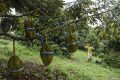 Kaur optimistis Padang Guci Hulu jadi sentra durian premium