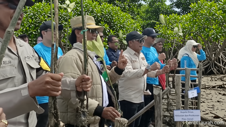 DKP Kalsel tanam 17 ribu mangrove dengan metode hybrid engineering