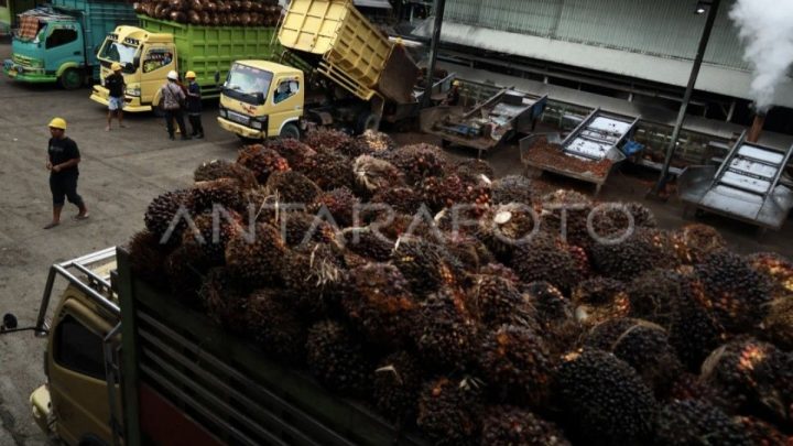 POPSI nilai tata kelola pembangunan pabrik kelapa sawit perlu dibenahi