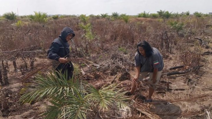 BKSDA antisipasi peningkatan konflik satwa akibat karhutla di Kotim