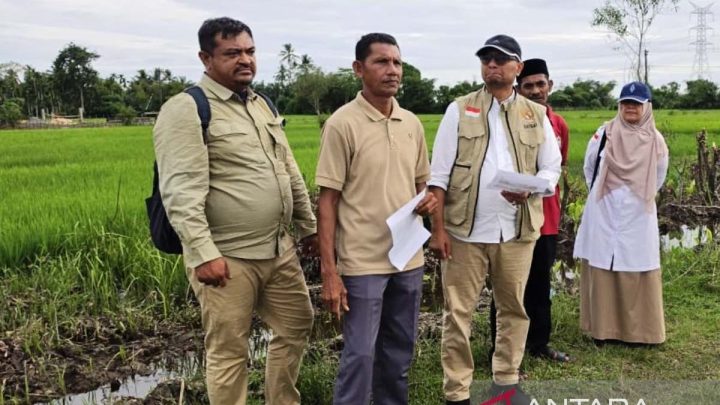 Aceh Barat salurkan Rp6 miliar perbaiki 1.308 ha sawah