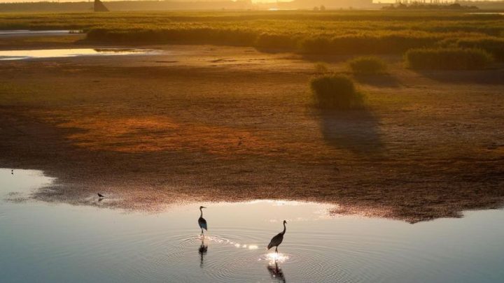 Potret burung-burung migran singgah di Heilongjiang China