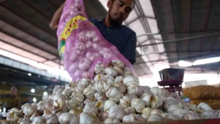 Zulhas sebut 17 provinsi mulai menanam bawang putih untuk swasembada