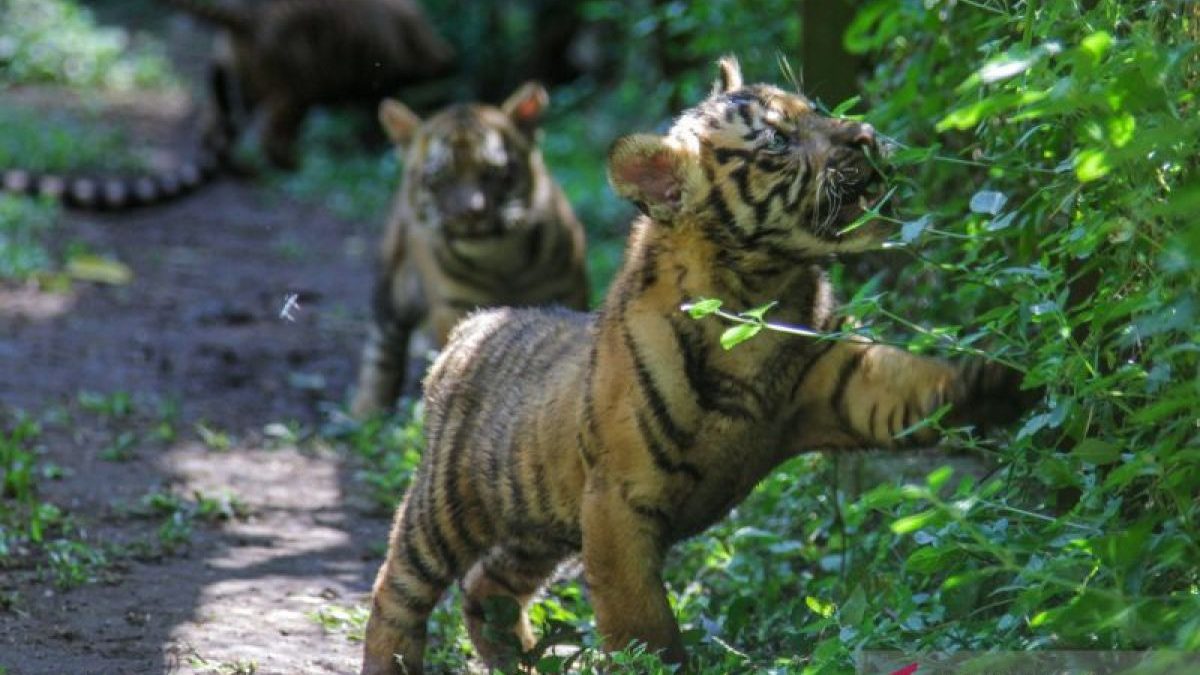 Kelahiran-anak-harimau-Sumatera-di-TSI-II-Prigen-040626-um-9A