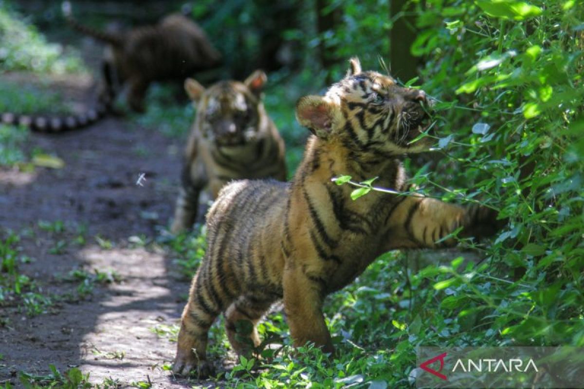Kelahiran-anak-harimau-Sumatera-di-TSI-II-Prigen-040626-um-9A