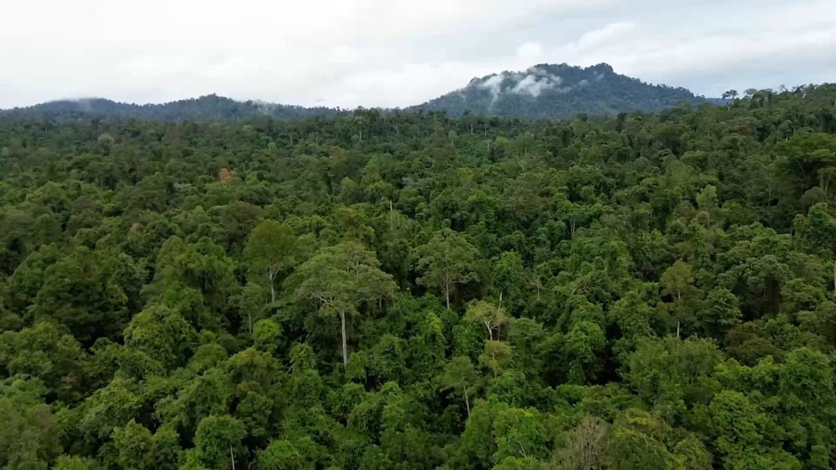 MENHUT-TEGASKAN-PERDAGANGAN-KARBON-TAK-KOMERSIALISASI-TAMAN-NASIONAL