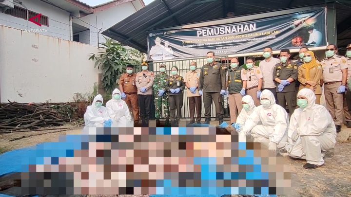 BKHIT Banten musnahkan 3,6 ton daging celeng dan labi-labi ilegal