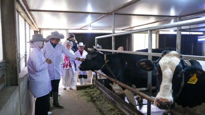 Kloning sapi dan masa depan daging nasional