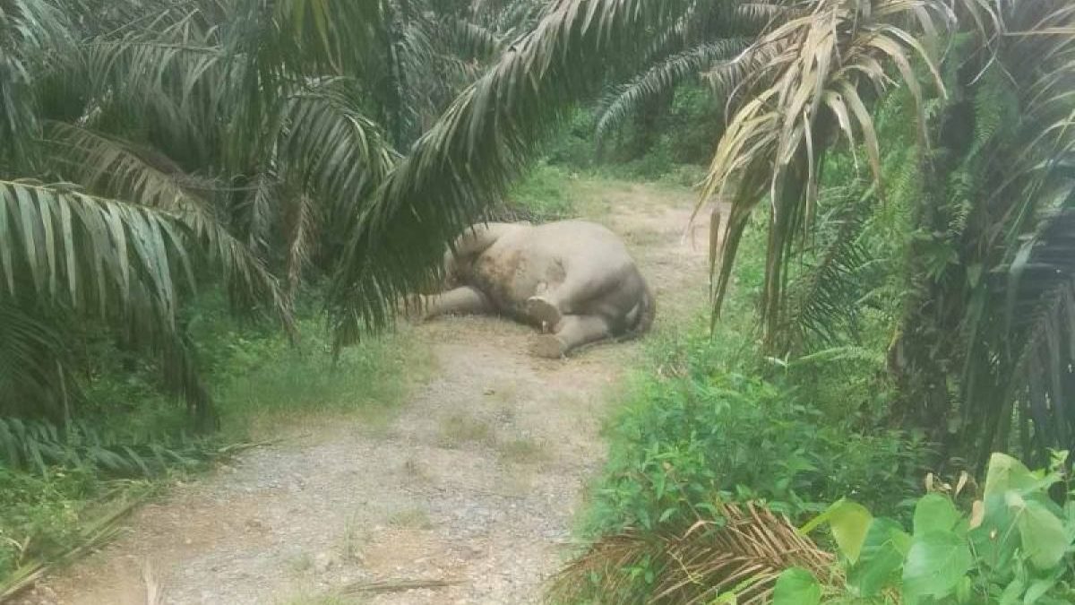 gajah-mati-aceh-tamiang_1