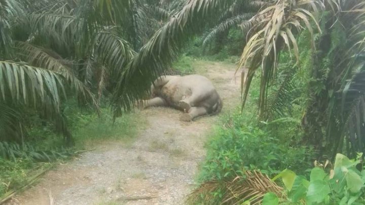 Populer sepekan, Gajah mati di Aceh hingga kebakaran Gunung Bromo