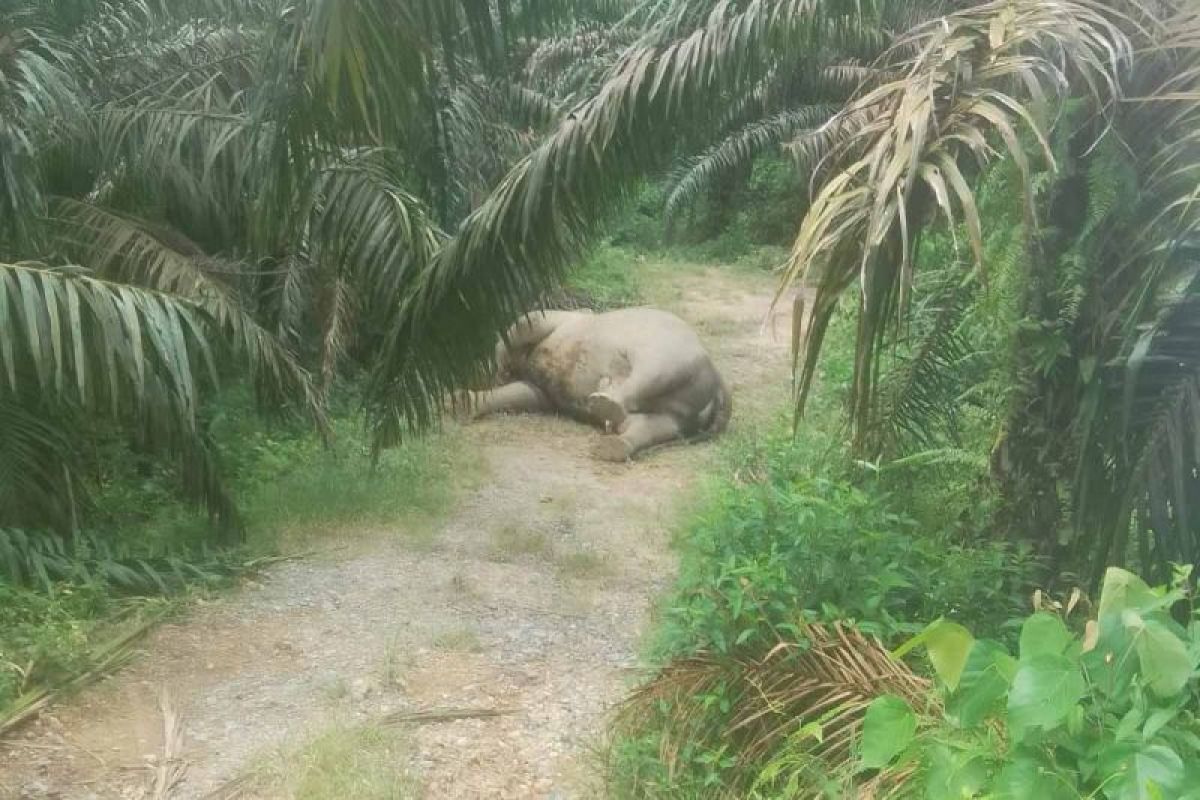 gajah-mati-aceh-tamiang_1