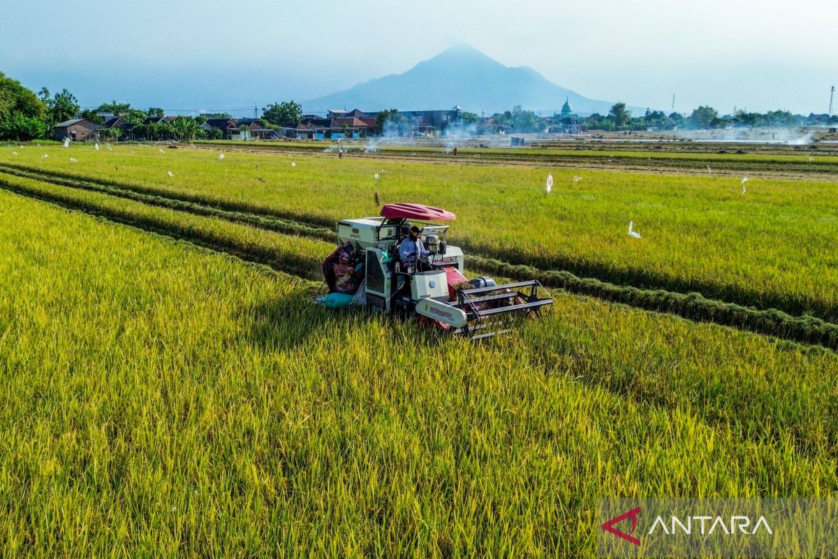 luas-panen-padi-januari-september-2026-meningkat-2837860