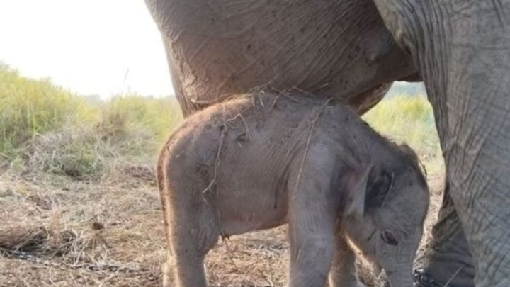 Kado HUT RI, Kemenhut umumkan kelahiran anak gajah di PKG Jalur 21