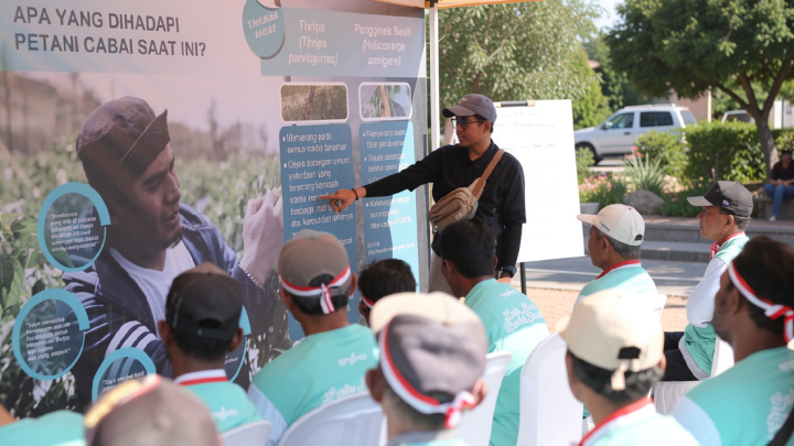 Syngenta luncurkan inovasi atasi serangan “thrips” pada cabai