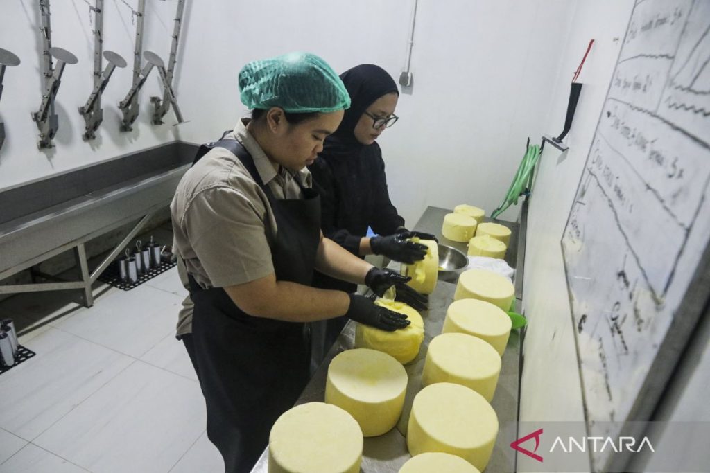 produksi-keju-serap-susu-peternak-lokal-di-sleman-2821637