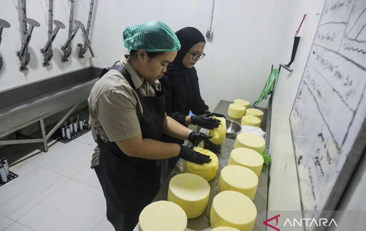 produksi-keju-serap-susu-peternak-lokal-di-sleman-2821637