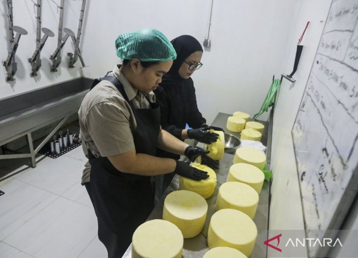 produksi-keju-serap-susu-peternak-lokal-di-sleman-2821637
